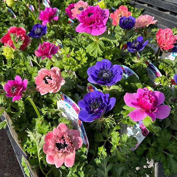 アネモネ(八重咲き)：オーロラ　花色ミックス3.5号ポット 4株セット