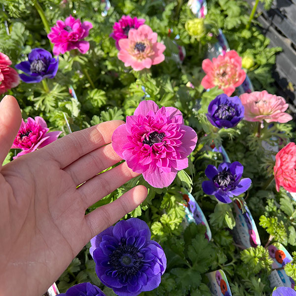 アネモネ(八重咲き)：オーロラ　花色ミックス3.5号ポット 4株セット