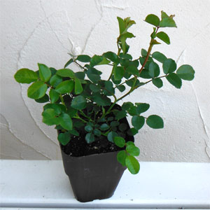 [送料無料]フラワーカーペットローズ：アンバー3.5号ポット 20株セット