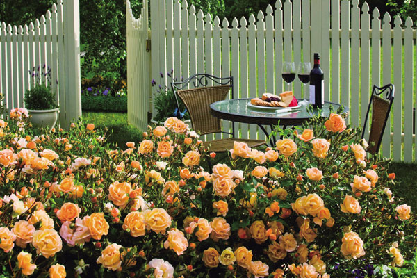 [送料無料]フラワーカーペットローズ：アンバー3.5号ポット 20株セット