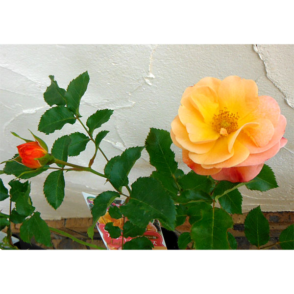 [送料無料]フラワーカーペットローズ：アンバー3.5号ポット 20株セット