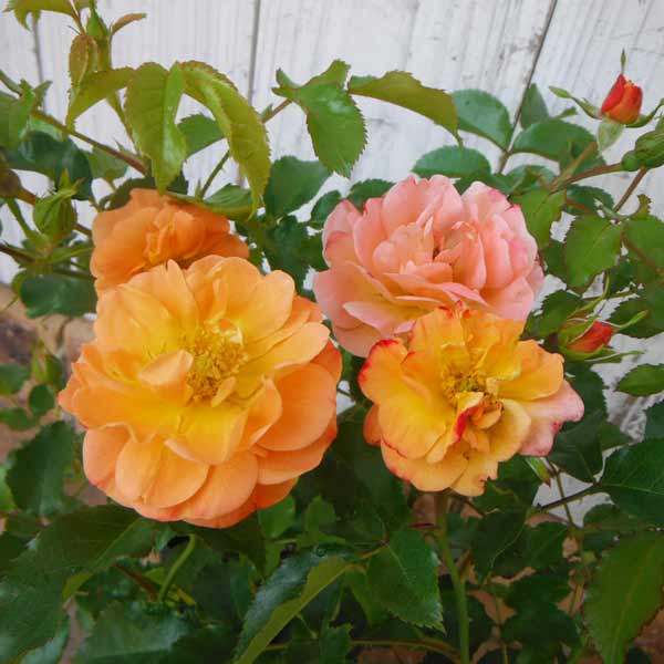 [送料無料]フラワーカーペットローズ：アンバー3.5号ポット 20株セット