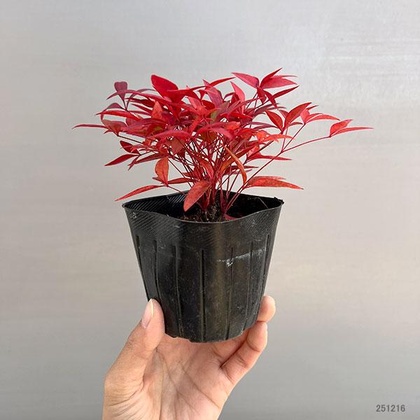 ナンテン(南天）：赤実3-3.5号ポット