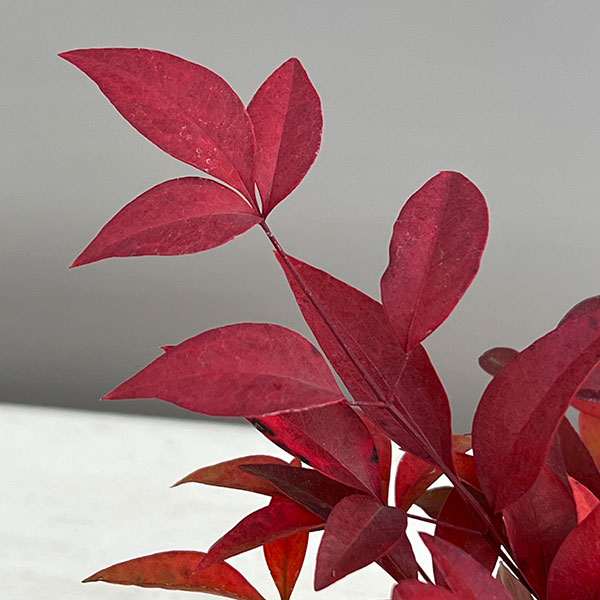 ナンテン(南天）：赤実3-3.5号ポット