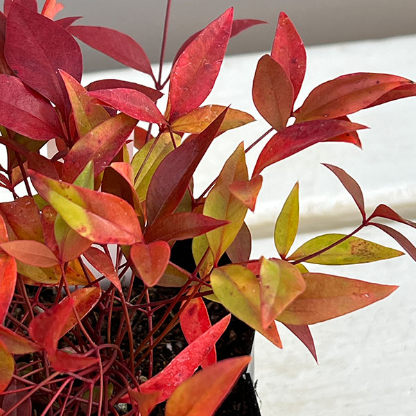 ナンテン(南天）：赤実3-3.5号ポット