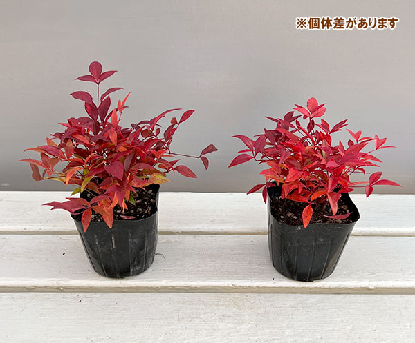 ナンテン(南天）：赤実3-3.5号ポット