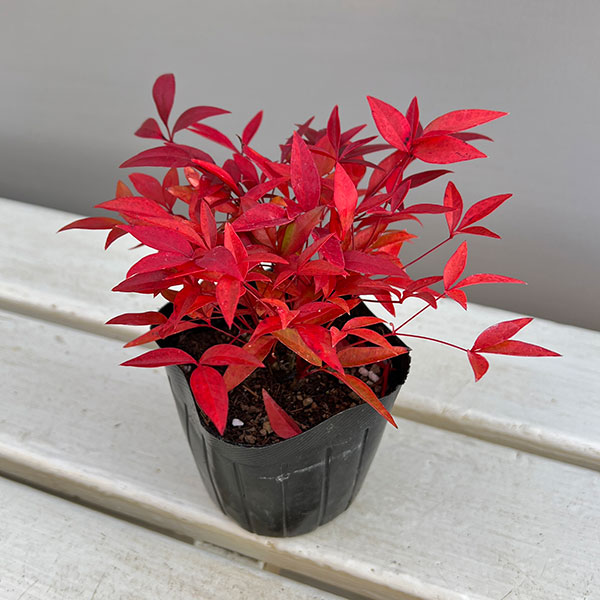 ナンテン(南天）：赤実3-3.5号ポット
