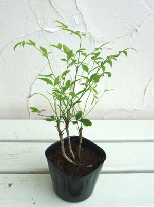 ナンテン(南天）：白実3-3.5号ポット