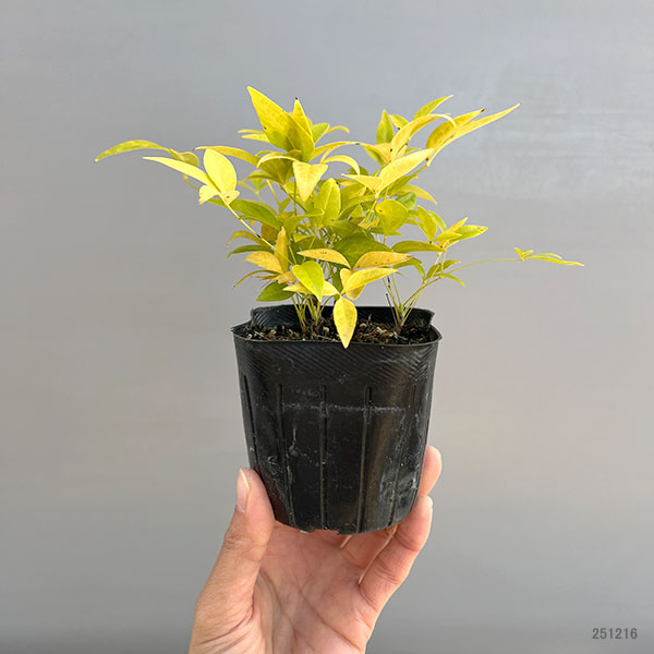 ナンテン(南天）：3-3.5号ポット紅白4株セット