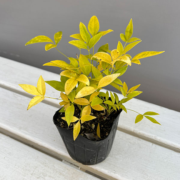 ナンテン(南天）：3-3.5号ポット紅白4株セット