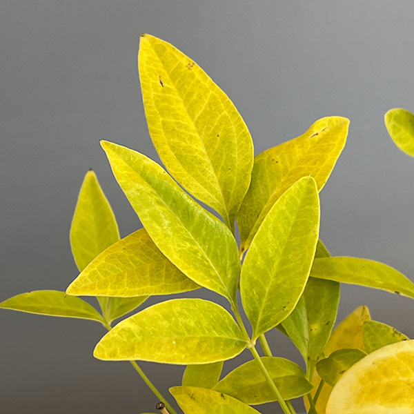 ナンテン(南天）：3-3.5号ポット紅白4株セット