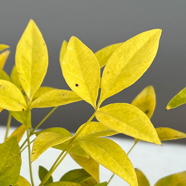 ナンテン(南天）：3-3.5号ポット紅白4株セット