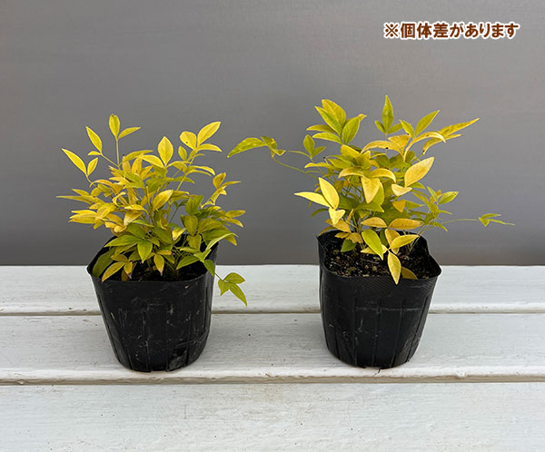 ナンテン(南天）：3-3.5号ポット紅白4株セット