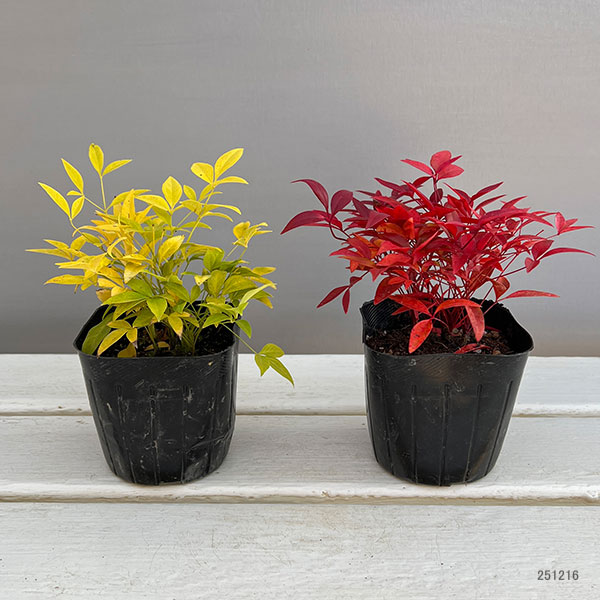ナンテン(南天):紅白2株セット3-3.5号ポット
