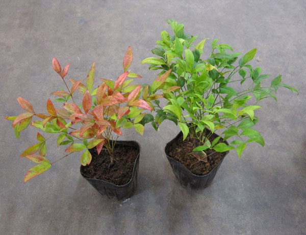 ナンテン(南天）：3-3.5号ポット紅白4株セット