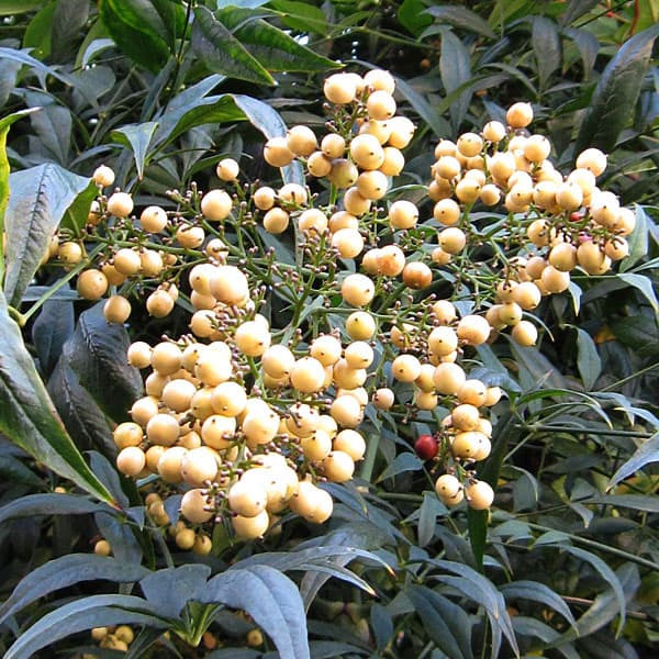 ナンテン(南天）：3-3.5号ポット紅白4株セット