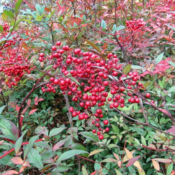 ナンテン(南天）：3-3.5号ポット紅白4株セット