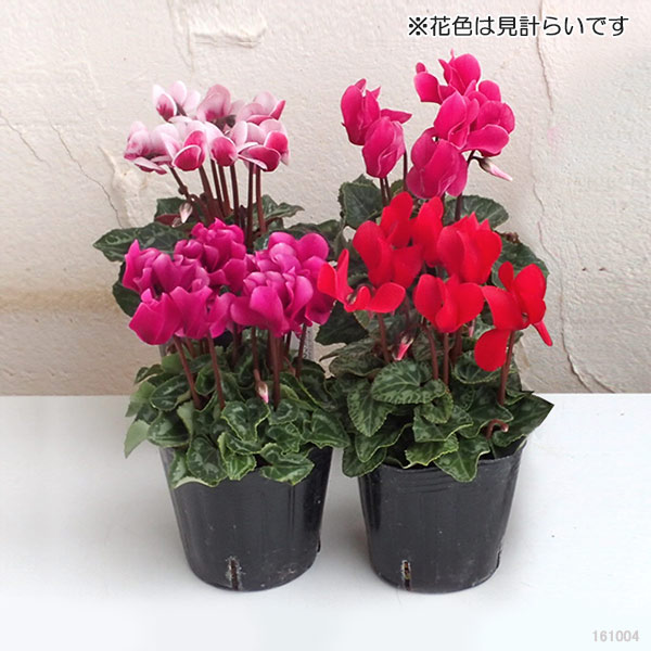 シクラメン(ミニシクラメン）：花色ミックス3号ポット4株セット*