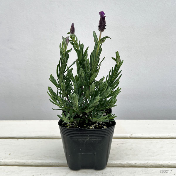 フレンチラベンダー:シフォン パープル3.5号2株セット
