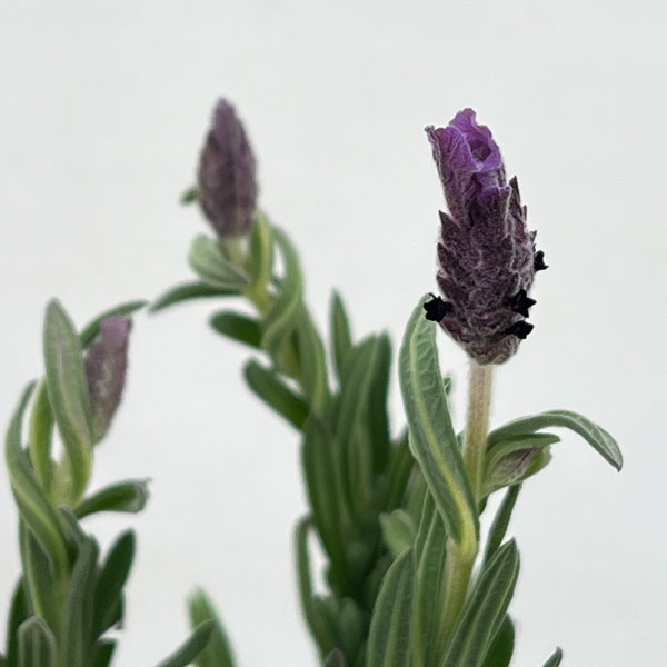 フレンチラベンダー:シフォン パープル3.5号2株セット