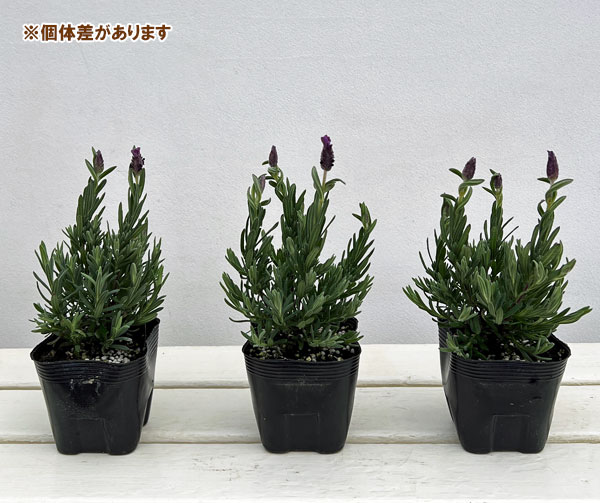 フレンチラベンダー:シフォン パープル3.5号2株セット