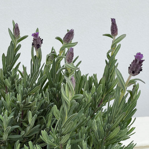 フレンチラベンダー:シフォン パープル3.5号2株セット