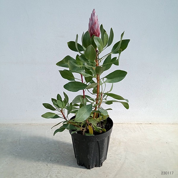 プロテア:リトルプリンス7号鉢植え(1F)