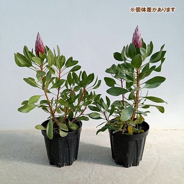 プロテア:リトルプリンス7号鉢植え(1F)
