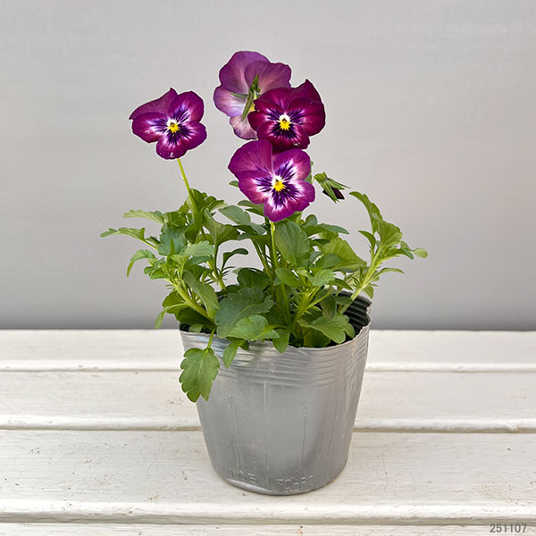 パンジー：よく咲くスミレカシス3～3.5号ポット8株セット