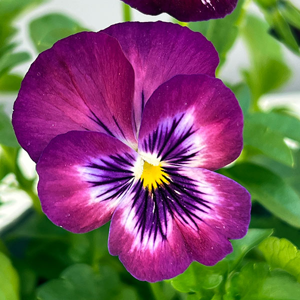 パンジー：よく咲くスミレカシス3～3.5号ポット8株セット