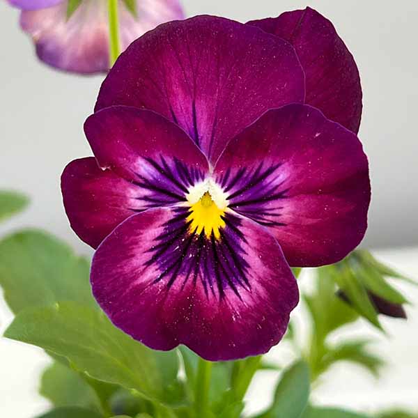 パンジー：よく咲くスミレカシス3～3.5号ポット8株セット