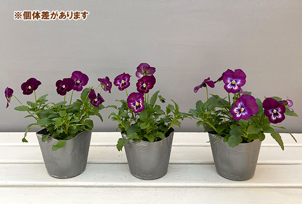 パンジー：よく咲くスミレカシス3～3.5号ポット8株セット