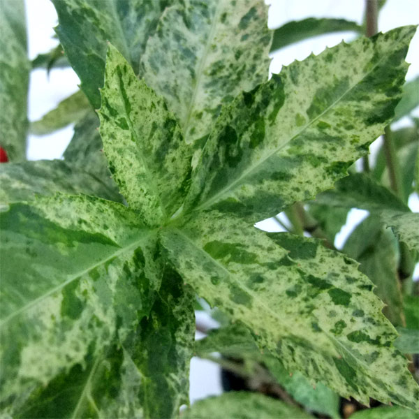 千両(センリョウ):斑入り千両・越の富輝5号鉢植え