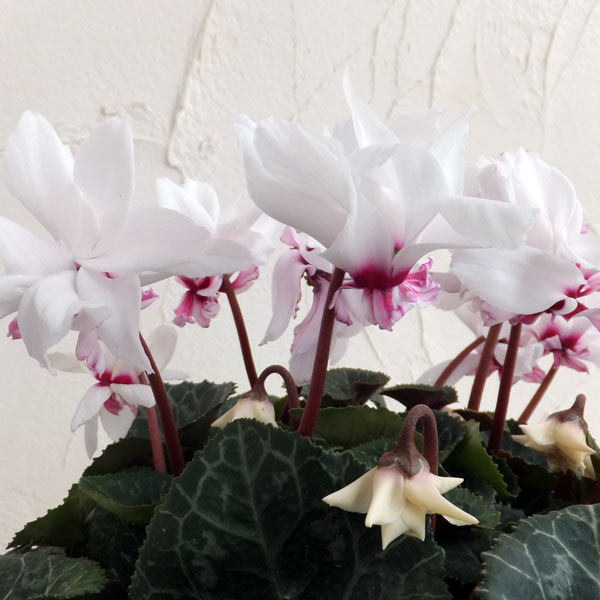 園芸ネット本店｜シクラメン：ローゼスピンクバイカラー5.5号ブリキの