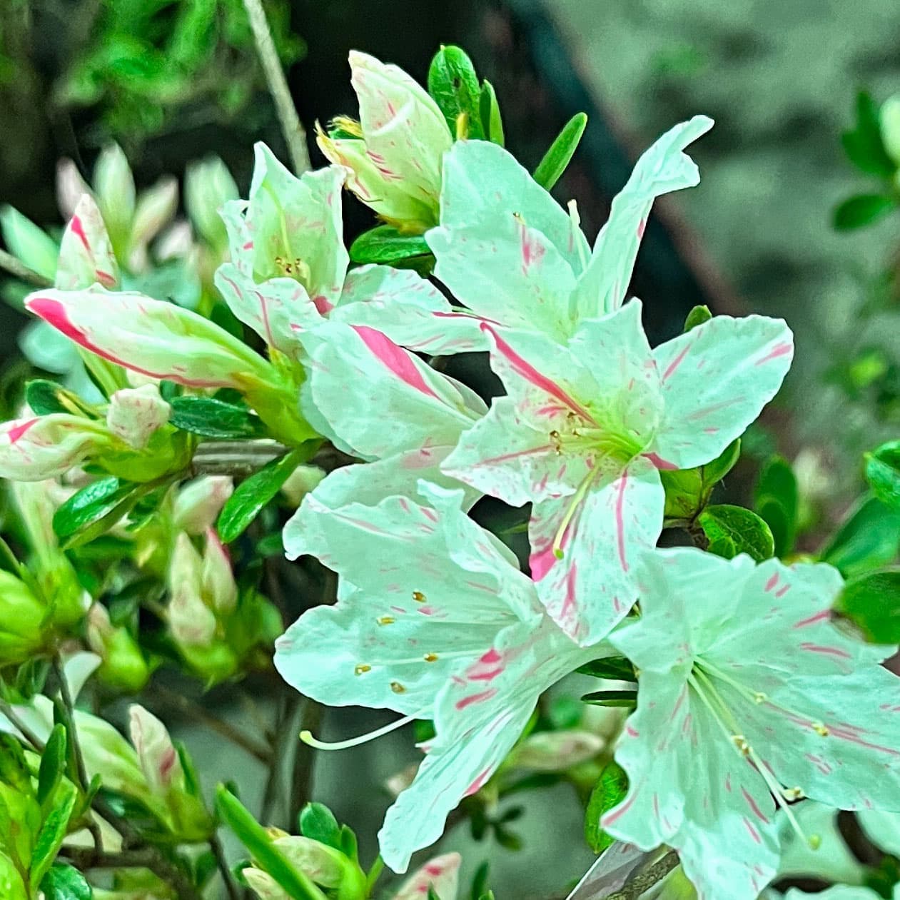 久留米ツツジ:常夏(とこなつ)5号ポット5株セット