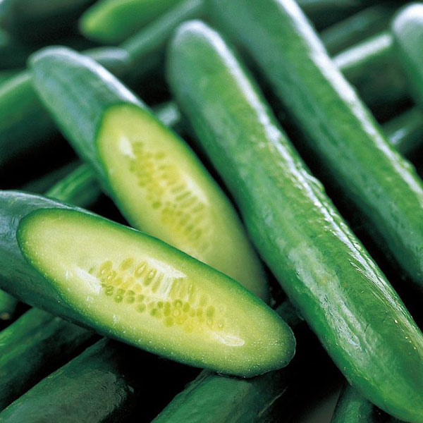 [送料無料]キュウリ：あまうまサラダきゅうり　フリーダム の種2袋セット[サカタ　野菜タネ]