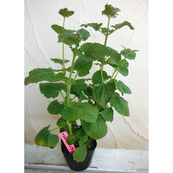 アゲラタム：トップブルー3-3.5号ポット2株セット