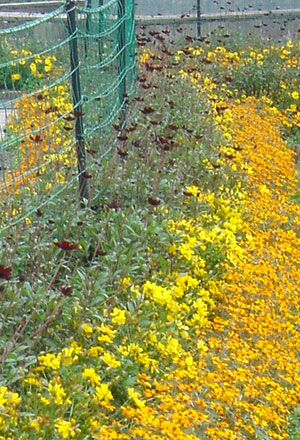 [会員限定販売]チョコレートコスモス3号ポット3株セット