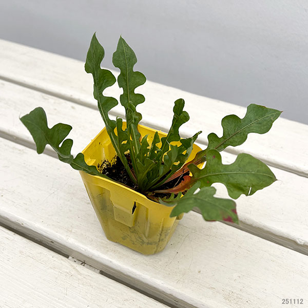 スターチス シニュアータ:イエロー系(No.4)3号ポット 6株セット