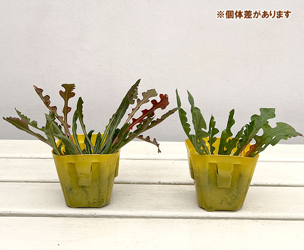 スターチス シニュアータ:イエロー系(No.4)3号ポット 6株セット