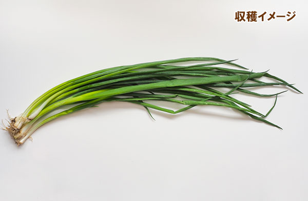 ネギ：九条葉ネギ[香り良く薬味に大活躍！　サカタ　野菜タネ]