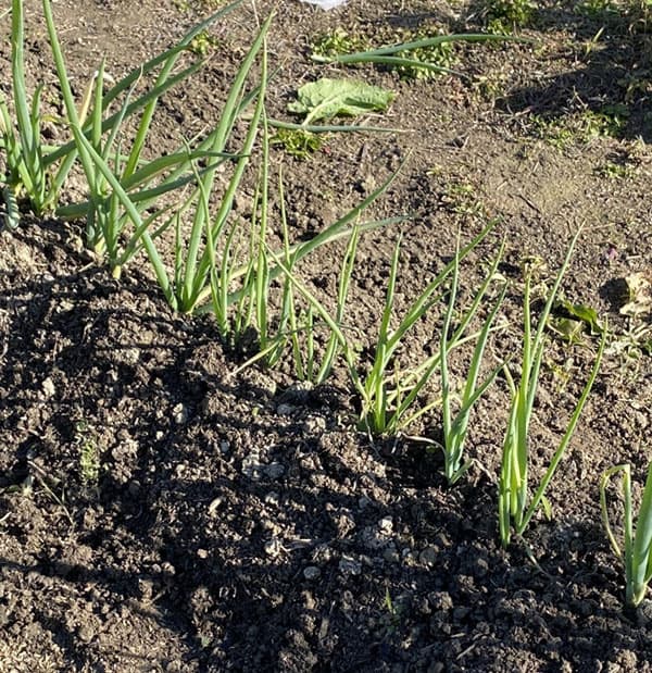 ネギ：九条葉ネギ[香り良く薬味に大活躍！　サカタ　野菜タネ]