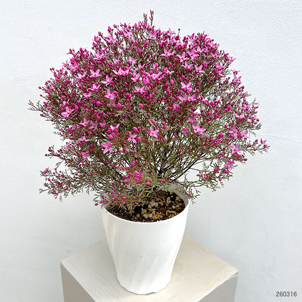 ボロニア：プレシャス2（ツー）5号鉢植え