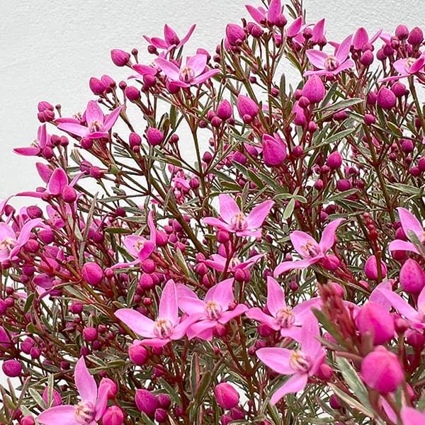 ボロニア：プレシャス2（ツー）5号鉢植え