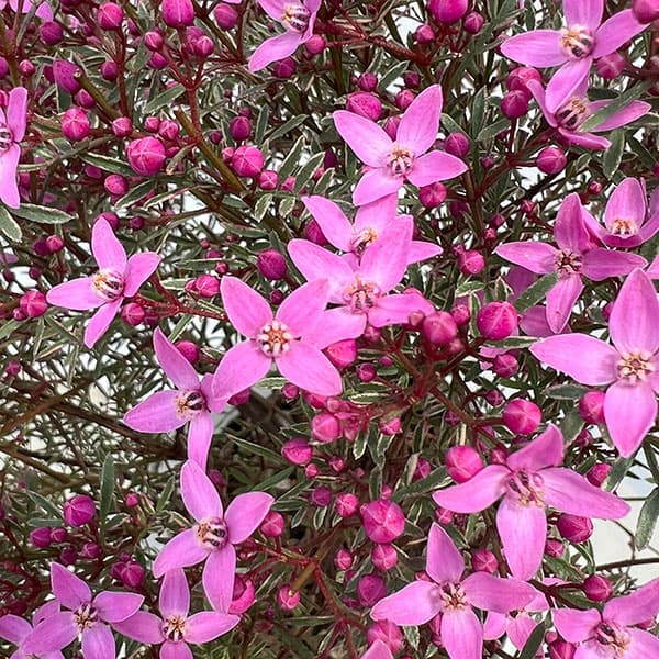 ボロニア：プレシャス2（ツー）5号鉢植え