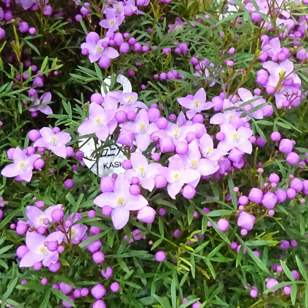 ボロニア：プレシャス2（ツー）5号鉢植え