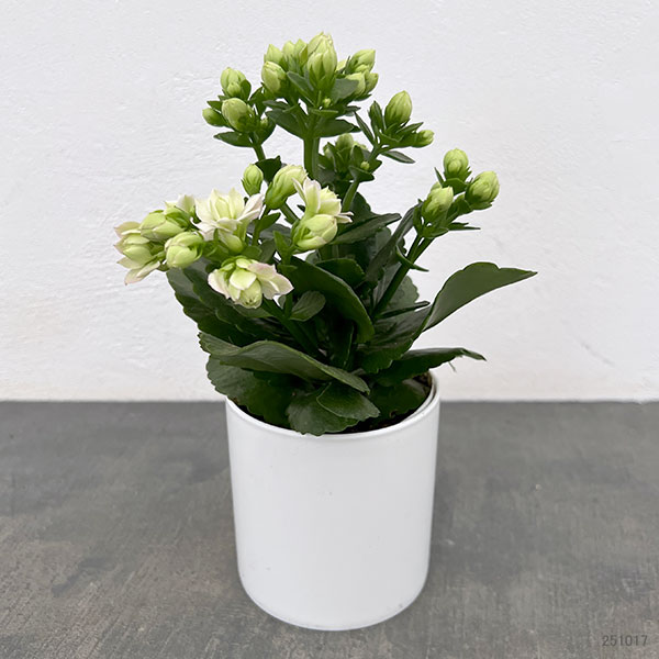 カランコエ：クイーンモアフラワーズ パリ4号鉢植え