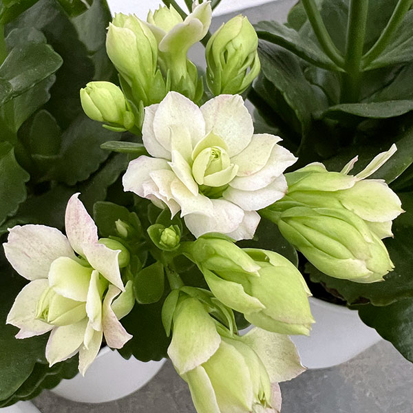 カランコエ：クイーンモアフラワーズ パリ4号鉢植え