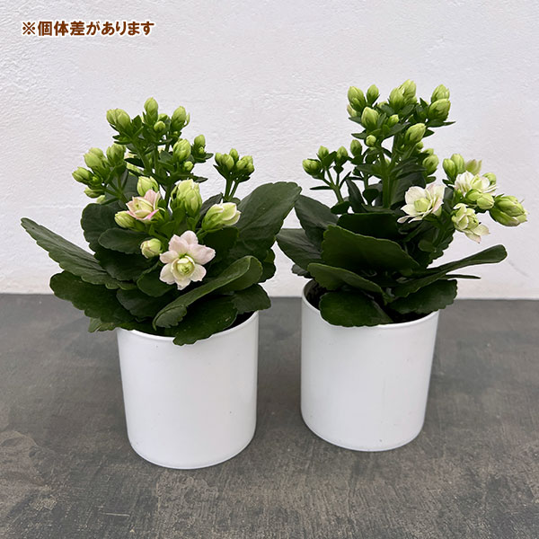 カランコエ：クイーンモアフラワーズ パリ4号鉢植え