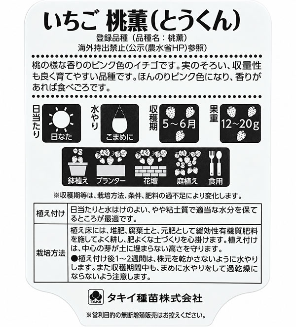 イチゴ:とうくん(桃薫)3号ポット3株セット
